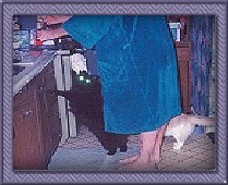 Foodtime in the kitchen